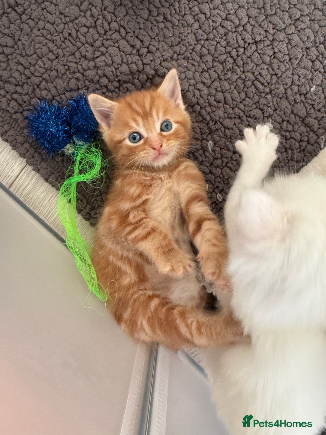 Turkish Angora cats for sale: Cute Turkish Angora x British Shorthair Kittens - Advert 12