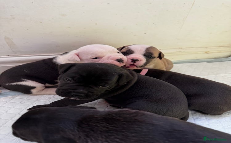 Dorset Olde Tyme Bulldogge dogs - Advert 1