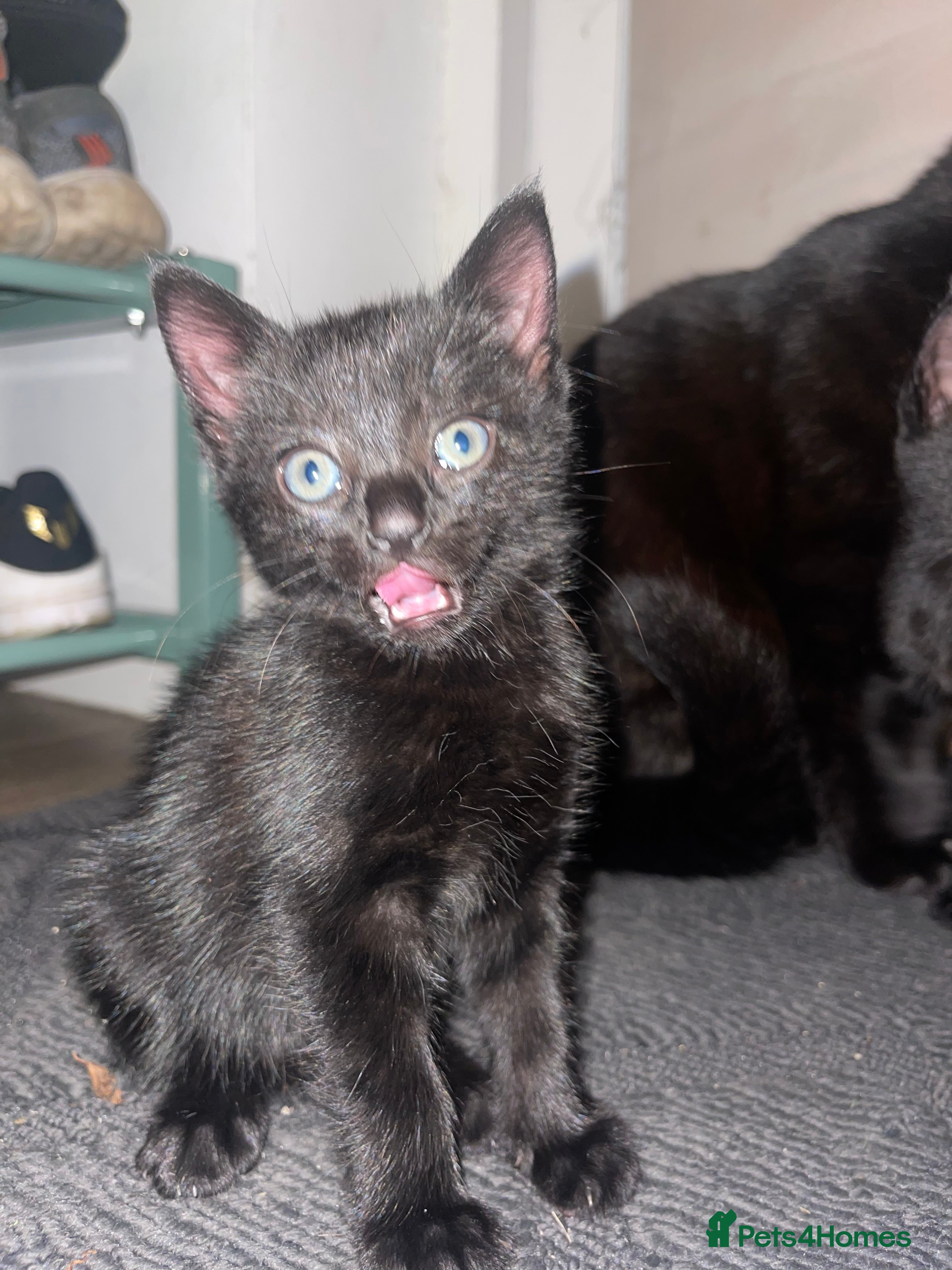 Bengal cats Bengal cross kittens (1 FEMALE REMAINS) - Advert 15