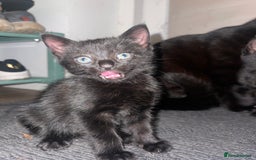 Bengal cats for sale: Bengal cross kittens  - Image 1