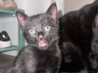 Bengal cats - Advert 23