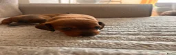Miniature Dachshund dogs for sale: Miniature dachshund puppies  in Treharris - Advert 22