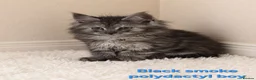 Maine Coon cats for sale: STUNNING MAINE COON KITTENS FOR SALE! - Advert 1