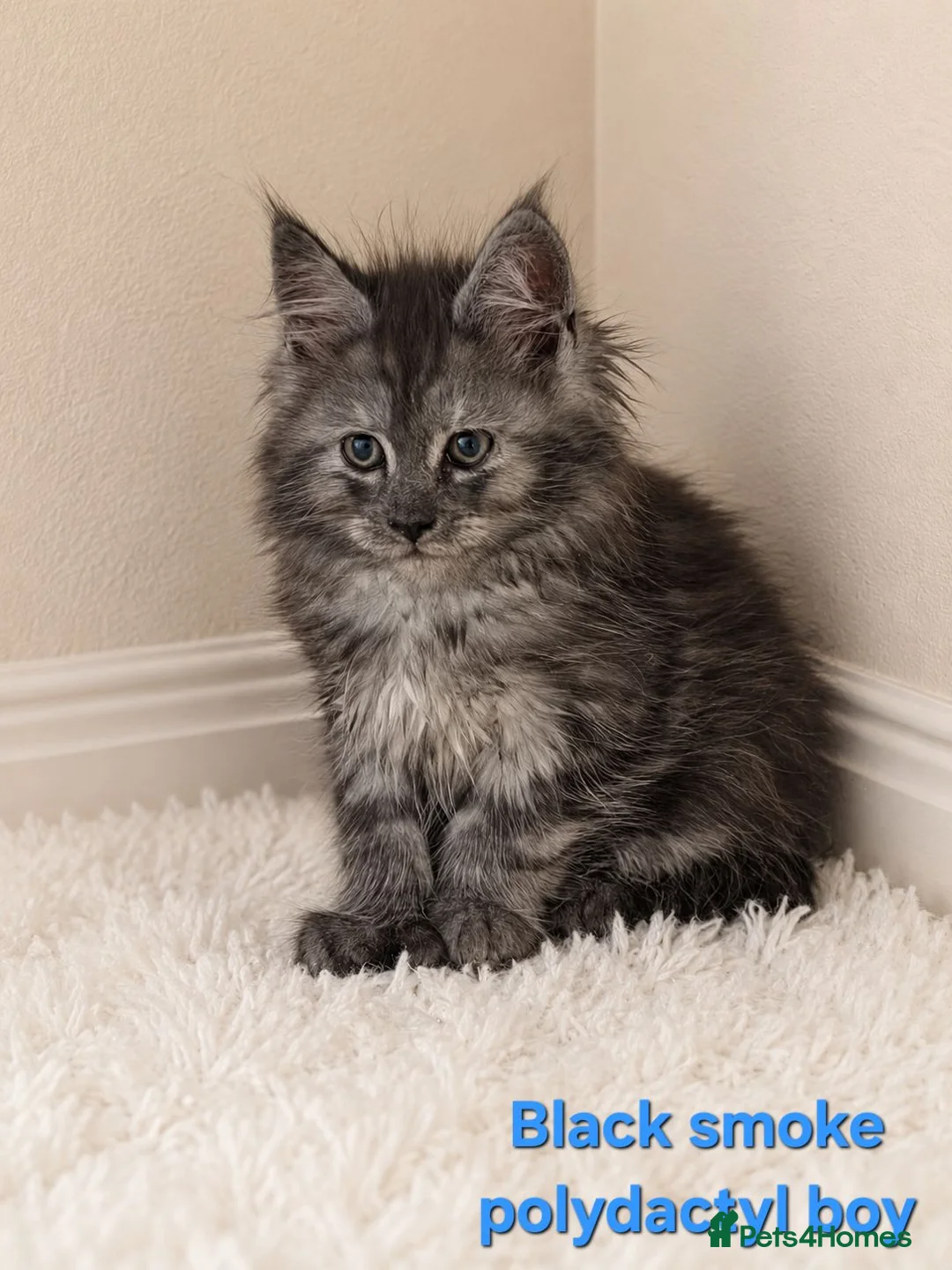 Maine Coon cats for sale: STUNNING MAINE COON KITTENS FOR SALE! - Advert 1