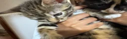 Domestic Shorthair cats for sale: Very cute kitty that likes…. Laundry baskets😝 in Harrow - Advert 8