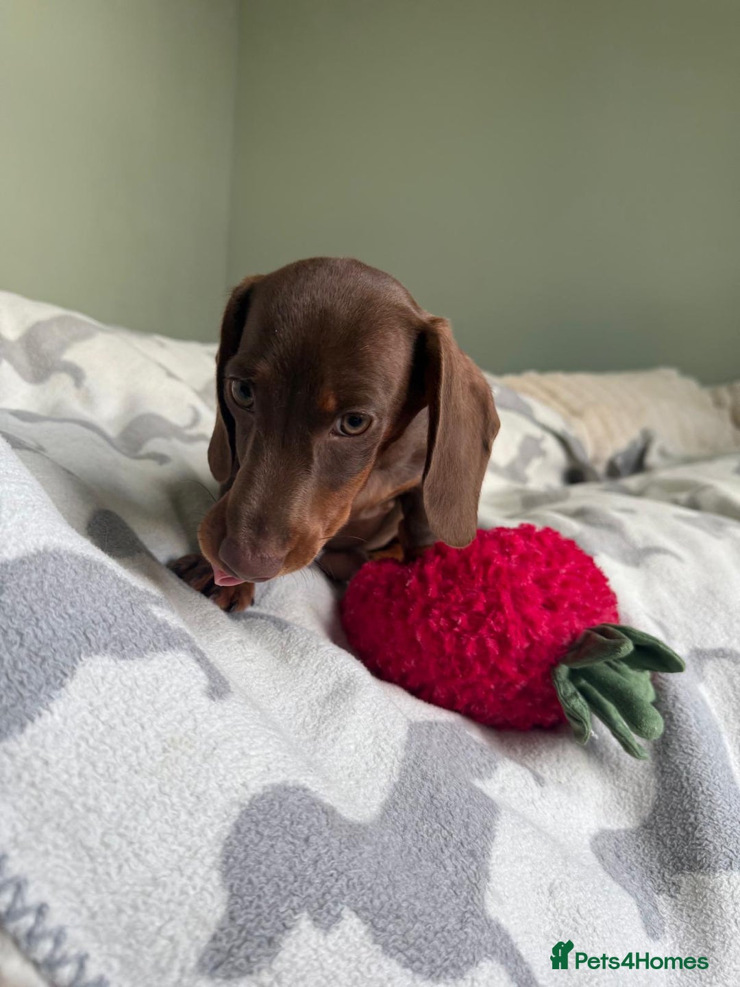 Dachshund dogs for sale: PERFECT MINIATURE DACHSHUNDS BABIES 🐶 - Image 7