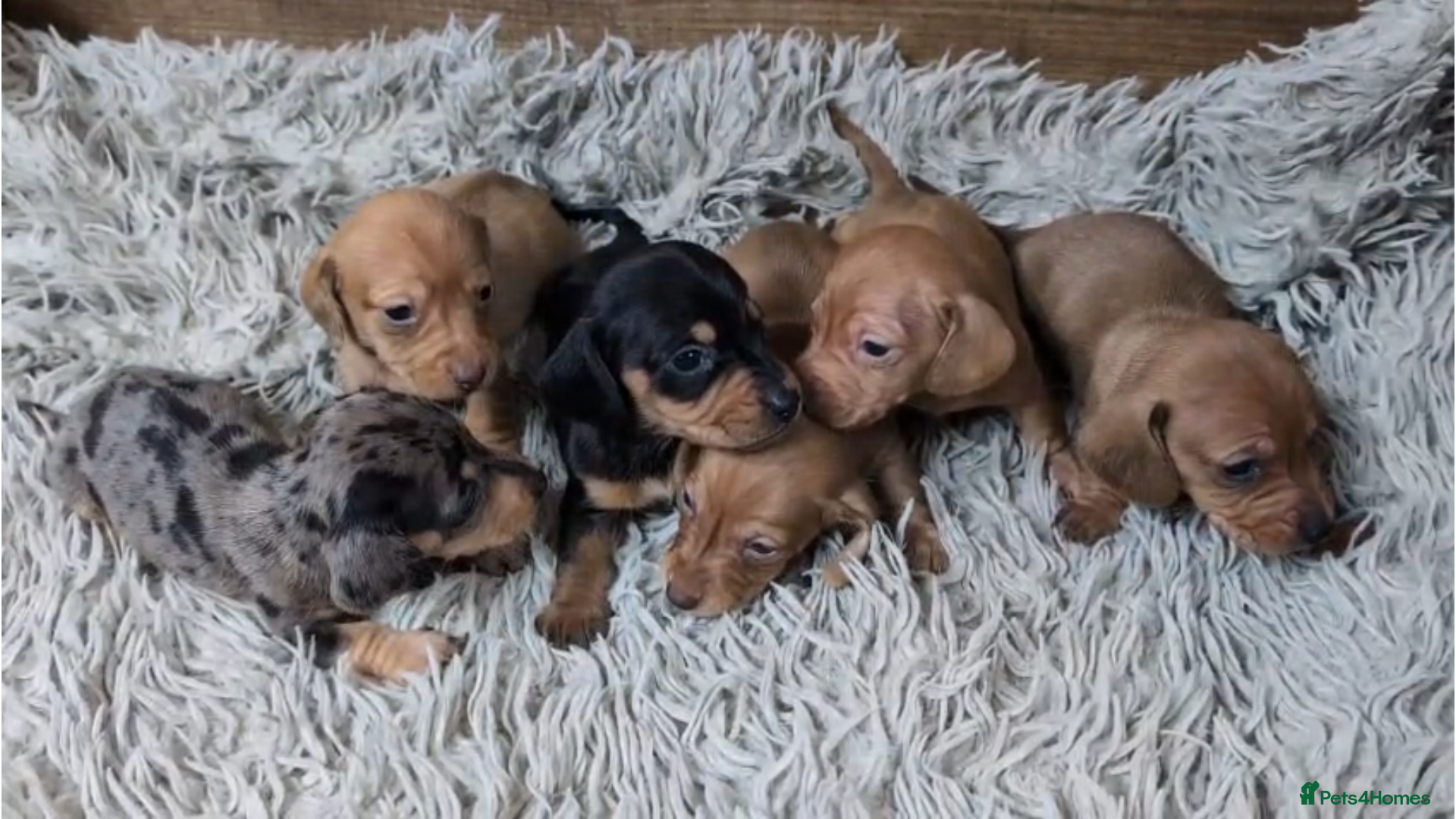Miniature Dachshund dogs Mini Dachshund Puppies KC Ready start of March 🐾 - Advert 1