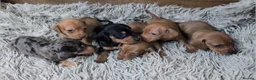Miniature Dachshund dogs for sale: Mini Dachshund Puppies KC Ready start of March 🐾 - Advert 1