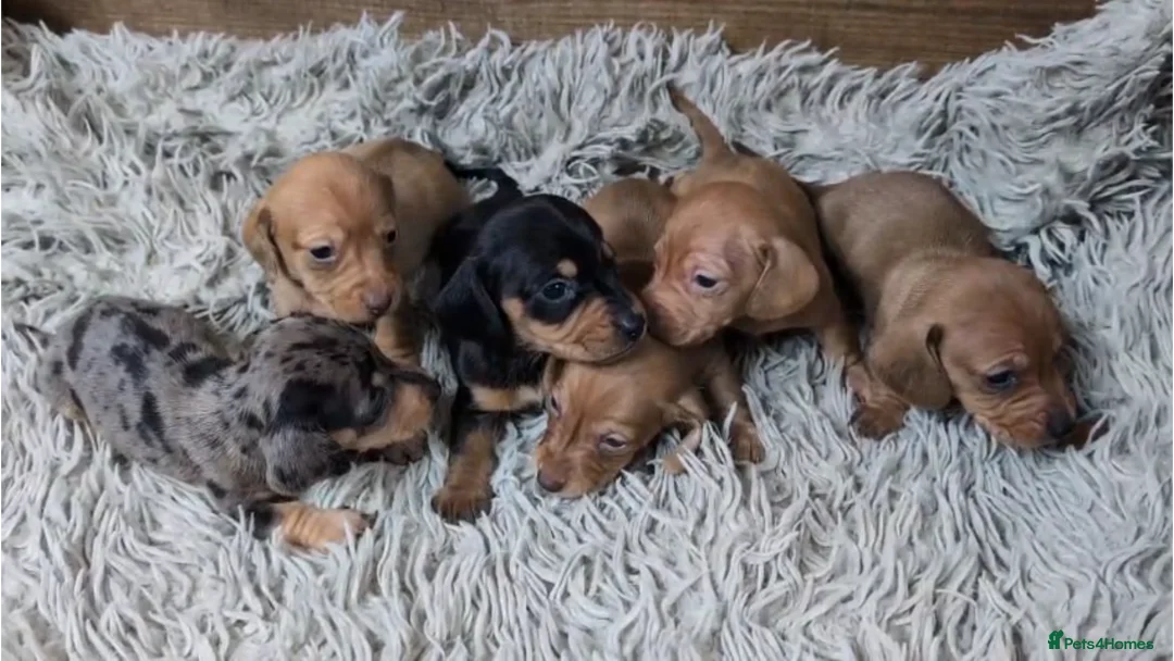 Miniature Dachshund dogs for sale: Mini Dachshund Puppies KC Ready start of March 🐾 - Advert 1