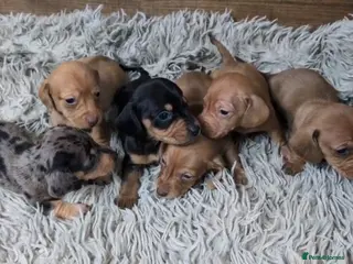 Miniature Dachshund dogs Mini Dachshund Puppies KC Ready start of March 🐾 - Advert 3