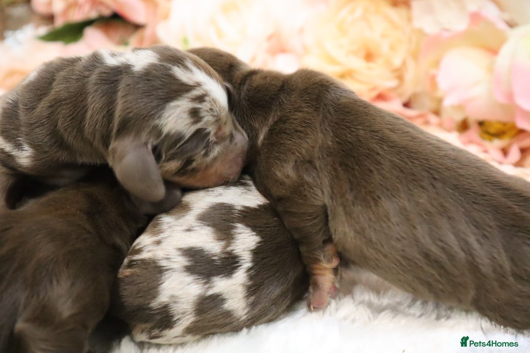 Miniature Dachshund dogs for sale: KC Miniature Dachshund Puppies - Image 15