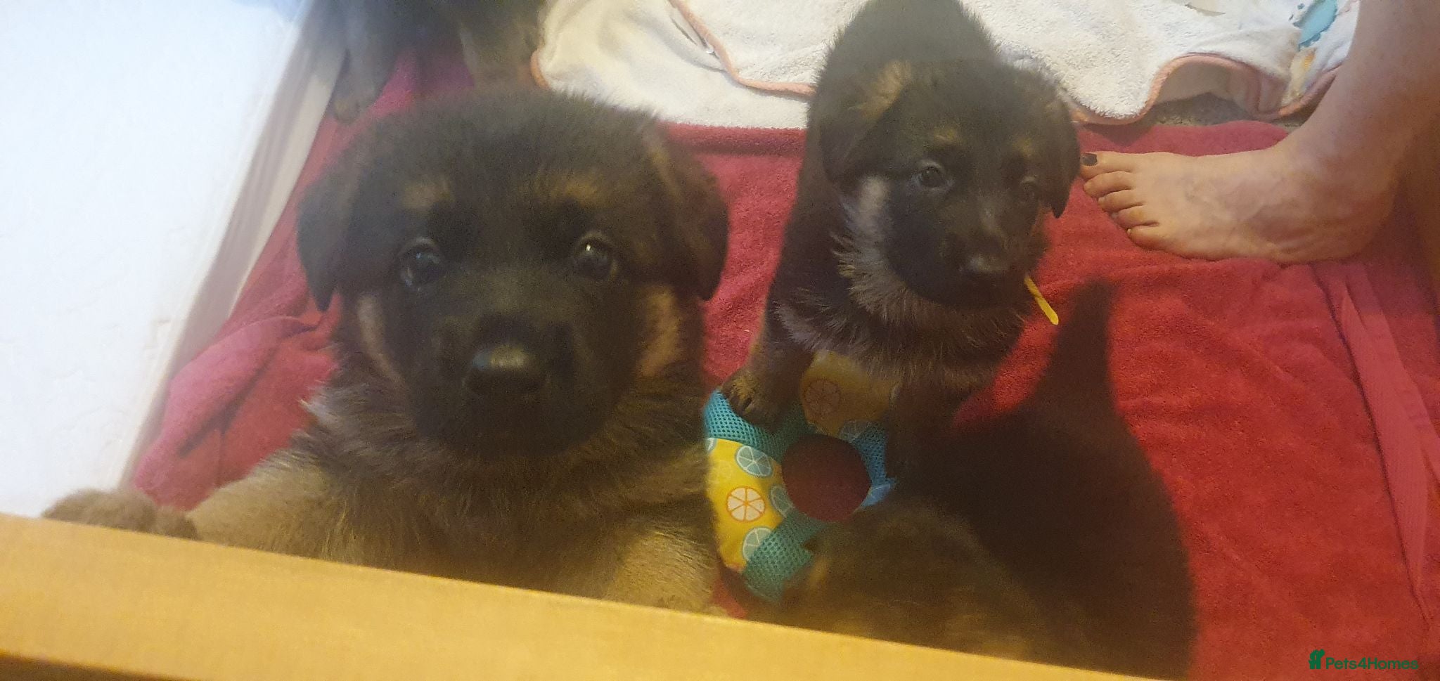 German Shepherd dogs German sheperd puppies  - Advert 2