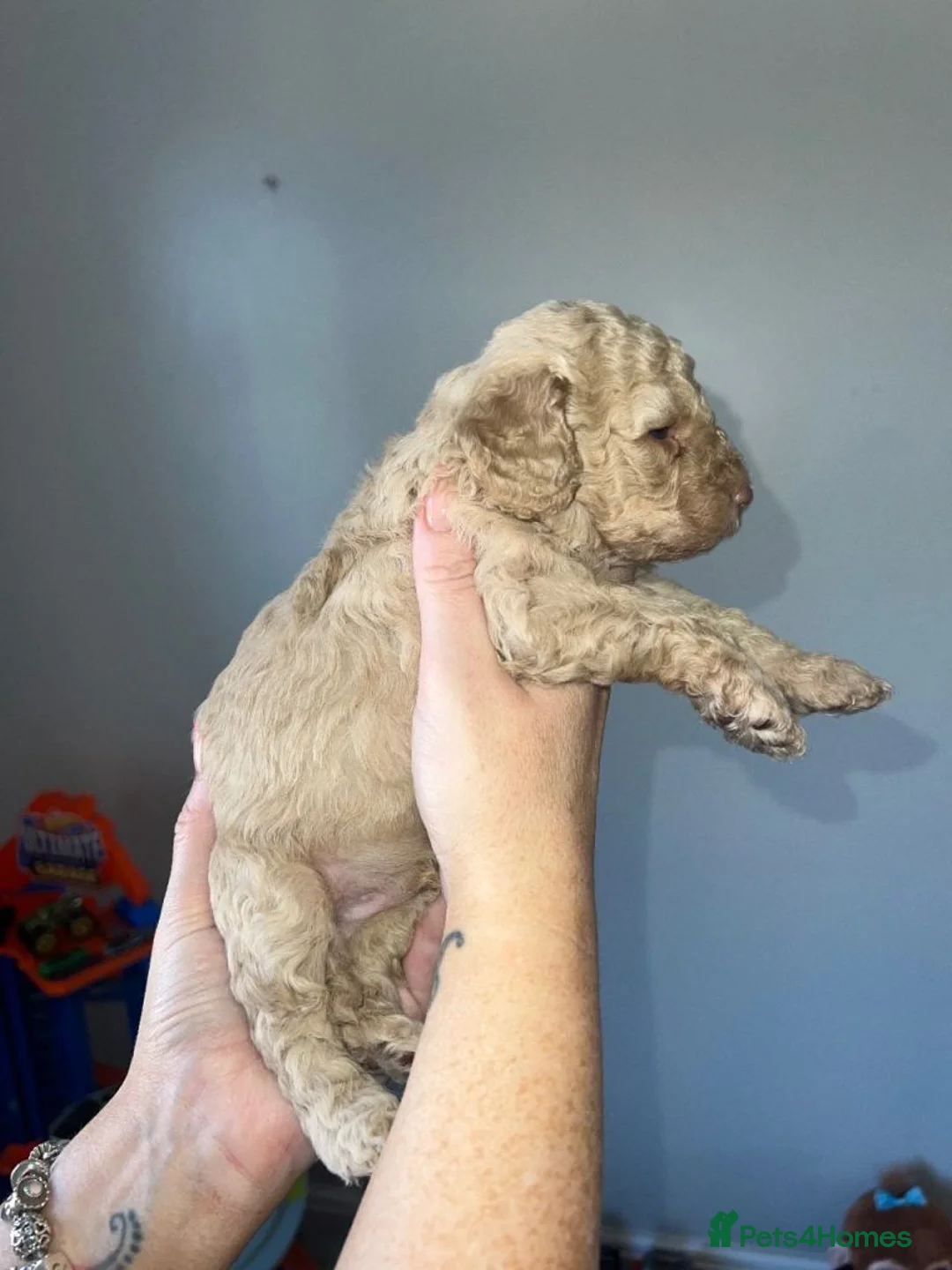 Cavapoo dogs for sale: Gorgeous Cavapoo Puppies With Amazing Temperaments in Liverpool - Advert 2