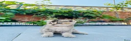 Scottish Fold cats for sale: Scottish Fold Kittens Ready For Forever Homes - Advert 10