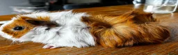 Guinea Pig rodents for sale: 2 beautiful boys  - Advert 7