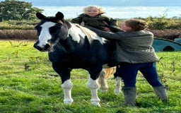 Irish Sports horses for sale: Irish Sports Horse All-Rounder Golden Oldie - Image 3