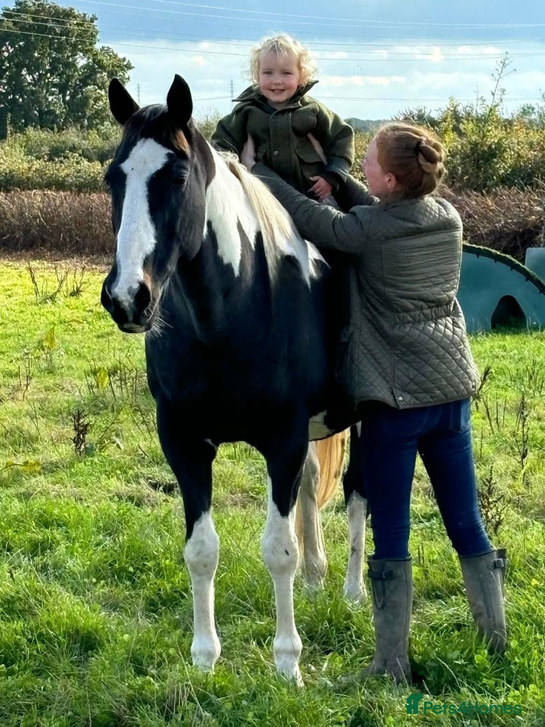 Irish Sports horses for sale: Irish Sports Horse All-Rounder Golden Oldie - Image 3