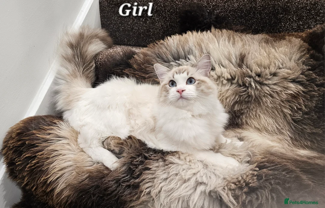 Ragdoll cats for sale: BOY ACTIVE GCCF  - Advert 15