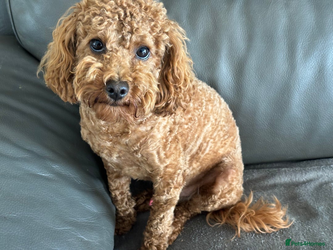 Toy Poodle dogs for sale: KC Toy Poodle Boy - Image 24