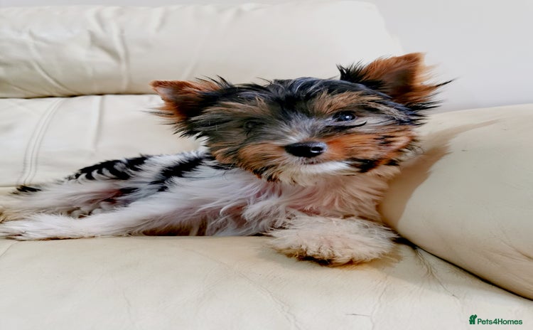 Yorkshire Terrier dogs in Hull - Advert 3