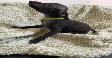 Italian Greyhound dogs - Advert 6