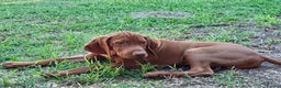 Hungarian Vizsla dogs for stud: Rare Deep Golden Rust Colour  in Chepstow - Advert 7