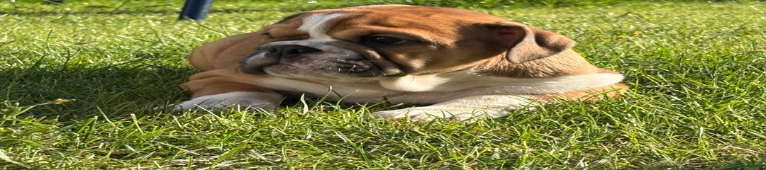 English Bulldog Puppy 5