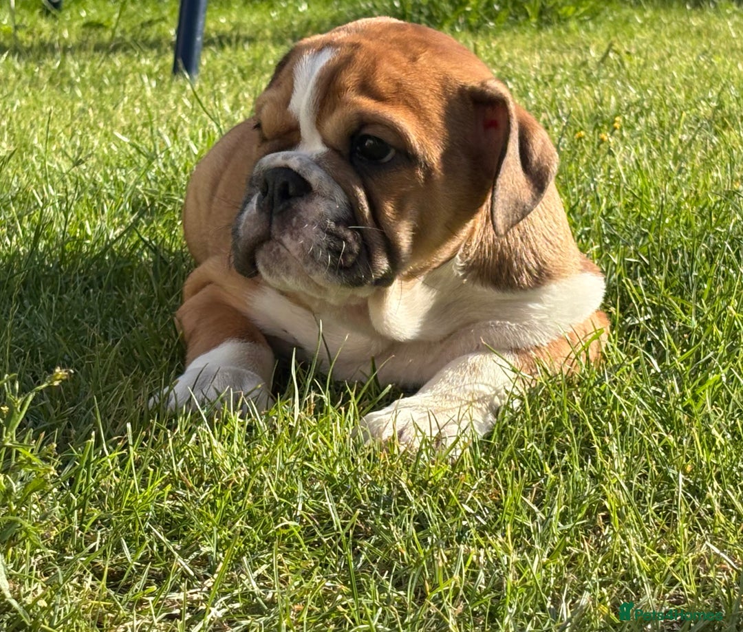 English Bulldog dogs for sale: English bulldog puppies  - Image 1