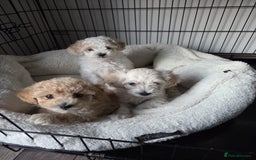 Maltipoo dogs for sale: Maltipoo Puppies  - Image 3