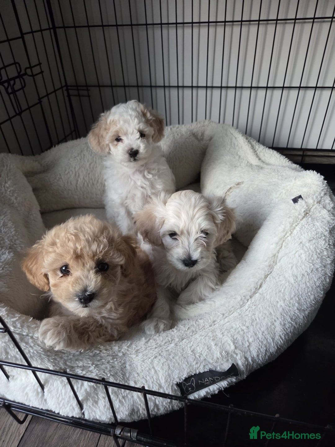 Maltipoo dogs for sale: Maltipoo Puppies  - Image 3