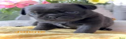 Pug dogs for sale: Kc registered Pugs - Advert 29