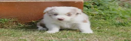 Border Collie dogs for sale: Border Collie Puppies for Sale - Advert 14