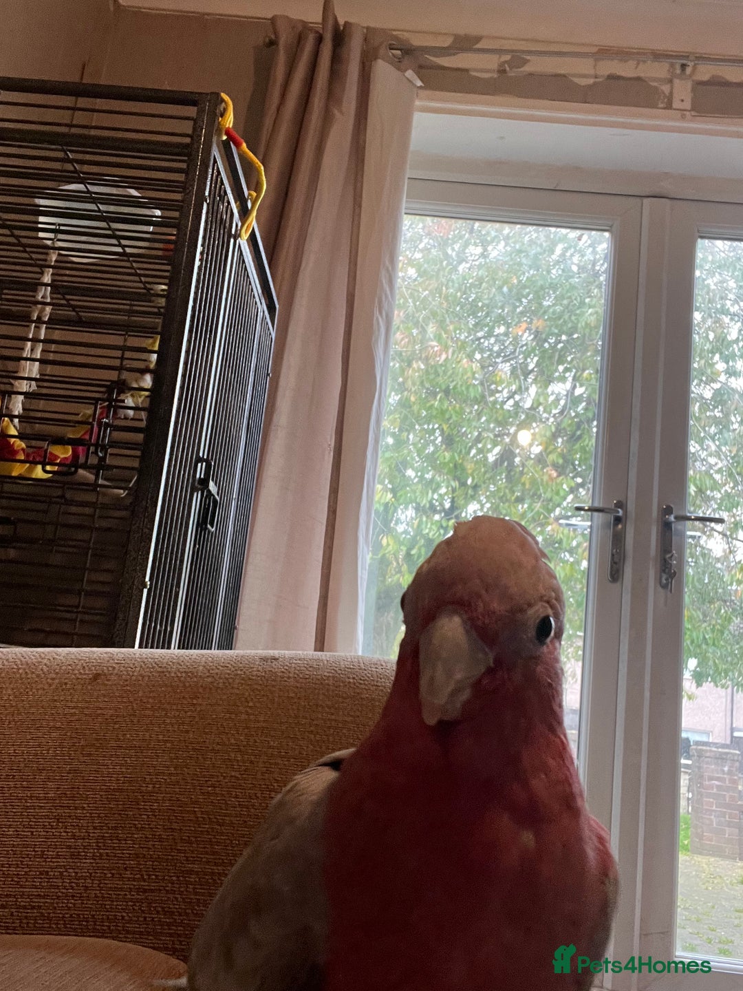 Parakeets birds for sale: Galah cockatoo  - Advert 14