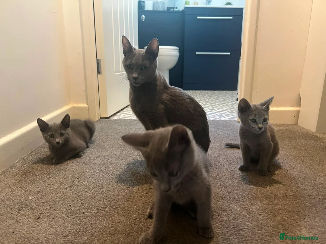 Russian Blue cats for sale: Championship and GCCF Russian blue kittens  - Advert 30