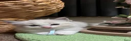 Ragdoll cats for sale: Bicolor/Lynx Ragdoll Kittens - TICA Registered  - Advert 14