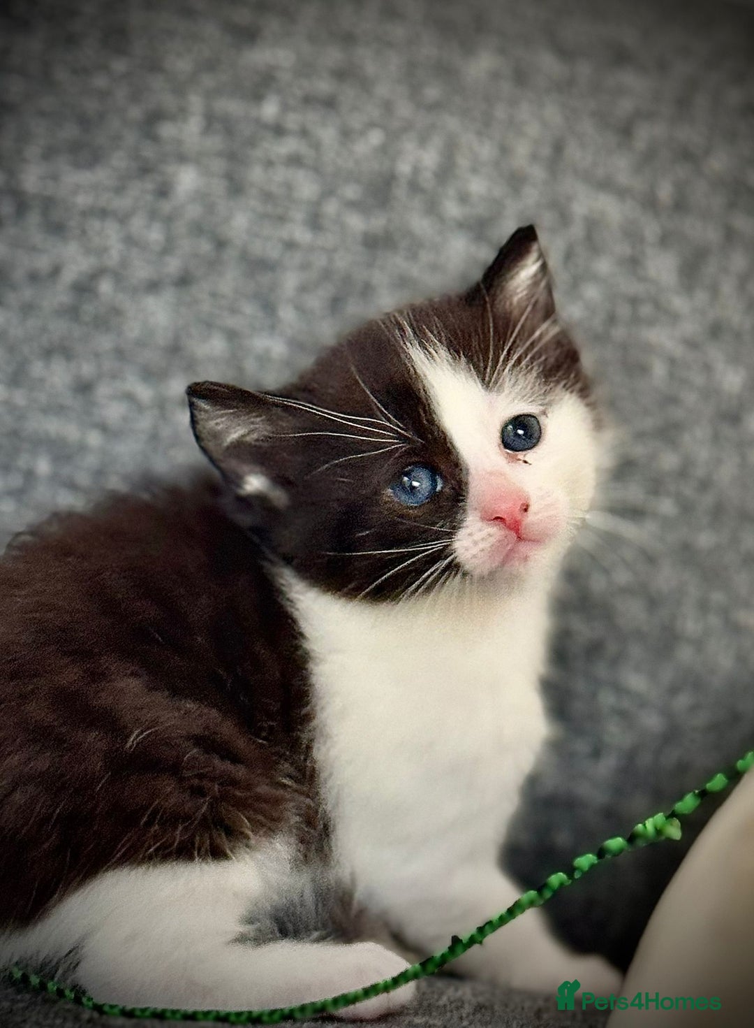 Ragdoll cats for sale: 🌟 Ragdoll x Bengal – Exquisite Baby Kittens 🌟 - Image 9