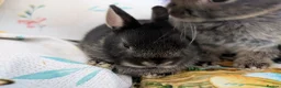 Netherland Dwarf rabbits for sale: Netherland dwarf rabbits - Advert 10