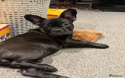 French Bulldog dogs for sale: French Bulldog Puppies 3 Months Old Girl and Boy  - Image 27