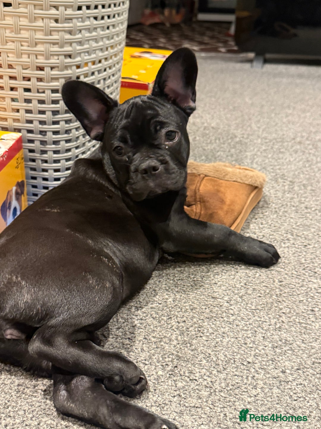French Bulldog dogs for sale: French Bulldog Puppies 3 Months Old Girl and Boy  - Image 27