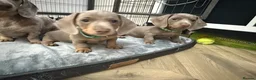 Miniature Dachshund dogs for sale: miniature daschunds puppies  - Advert 21