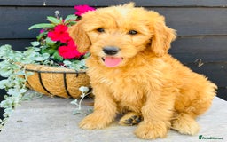 Mini Goldendoodle dogs for sale: Gorgeous Miniature Goldendoodles From KC Parents in Sudbury - Image 1