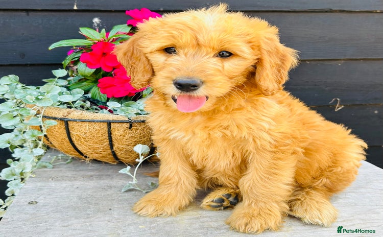 Mini Goldendoodle dogs in Sudbury - Advert 7