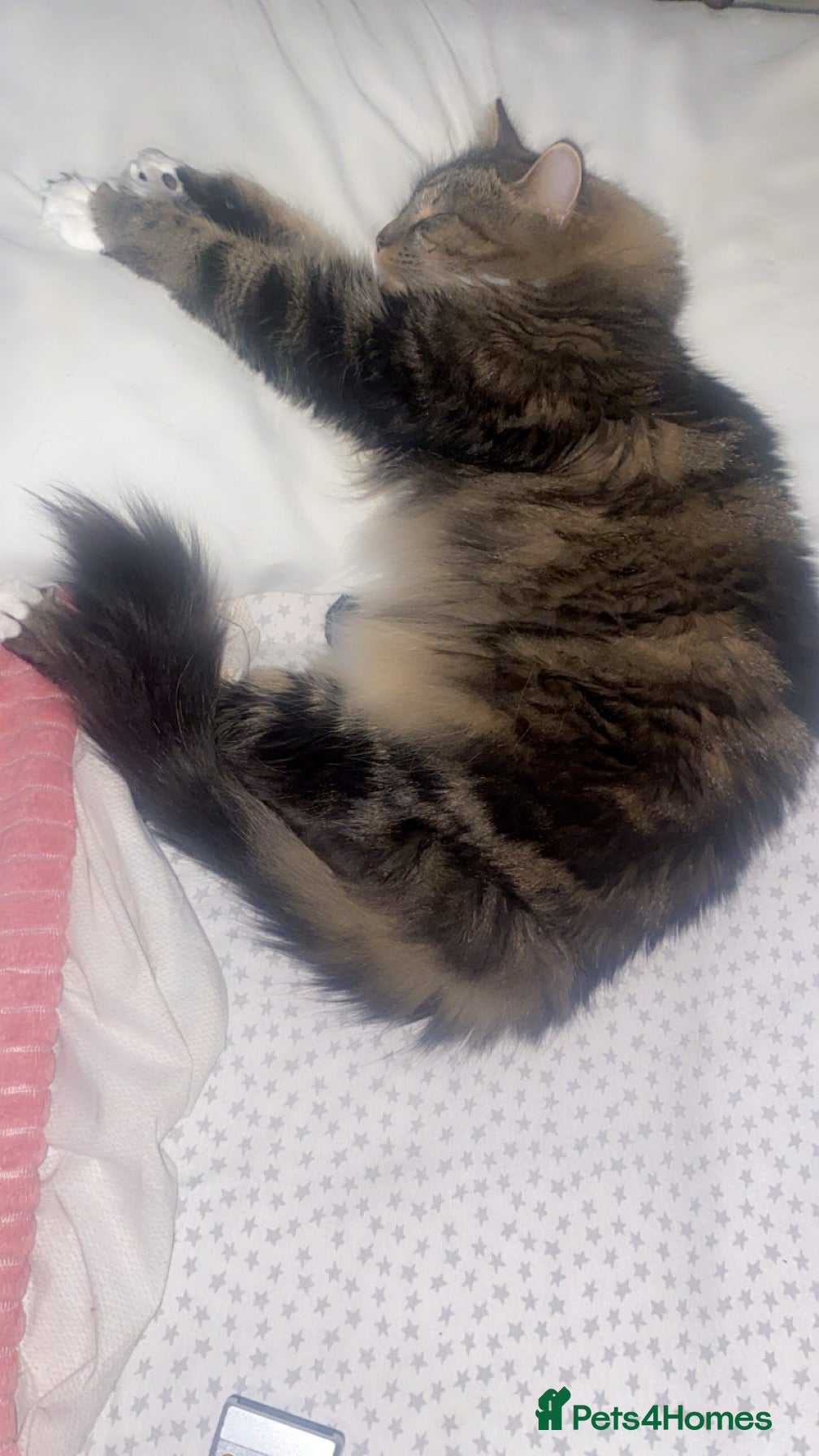 Mixed Breed cats Sweet “Simba” Looking for a Loving Home - Advert 22