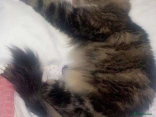 Mixed Breed cats Sweet “Simba” Looking for a Loving Home - Advert 2