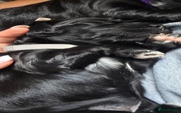 Sprocker dogs for sale: 3 Beautiful Female Sprocker puppies - Image 13