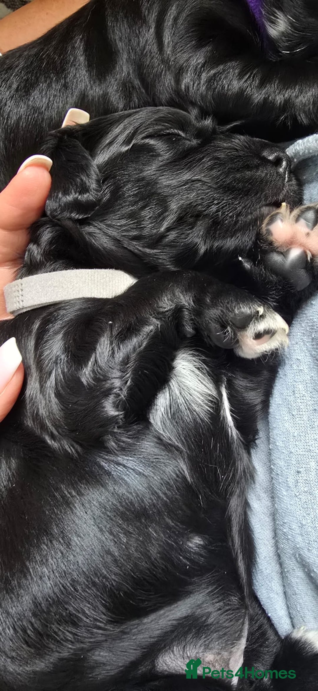 Sprocker dogs for sale: 3 Beautiful Female Sprocker puppies - Image 13