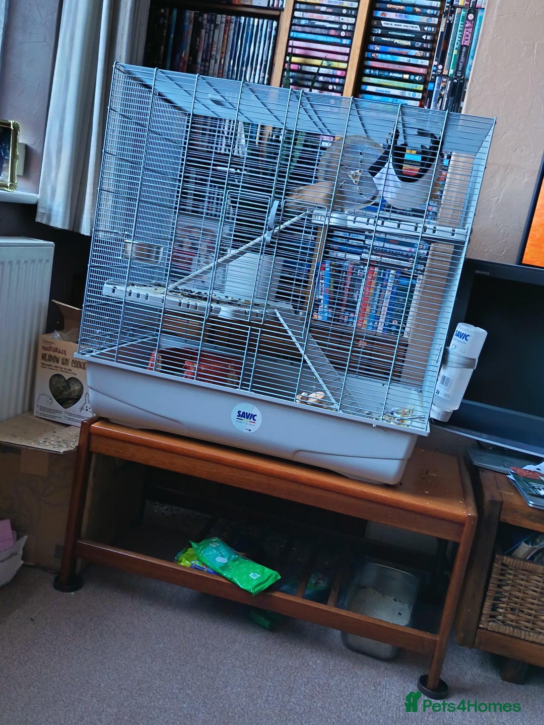Degus rodents for sale: Degus and cage  - Image 4