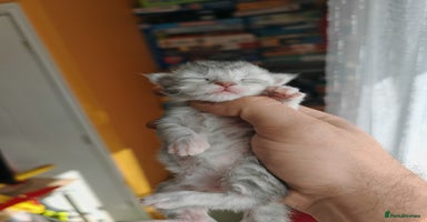 Maine Coon cats - Advert 6