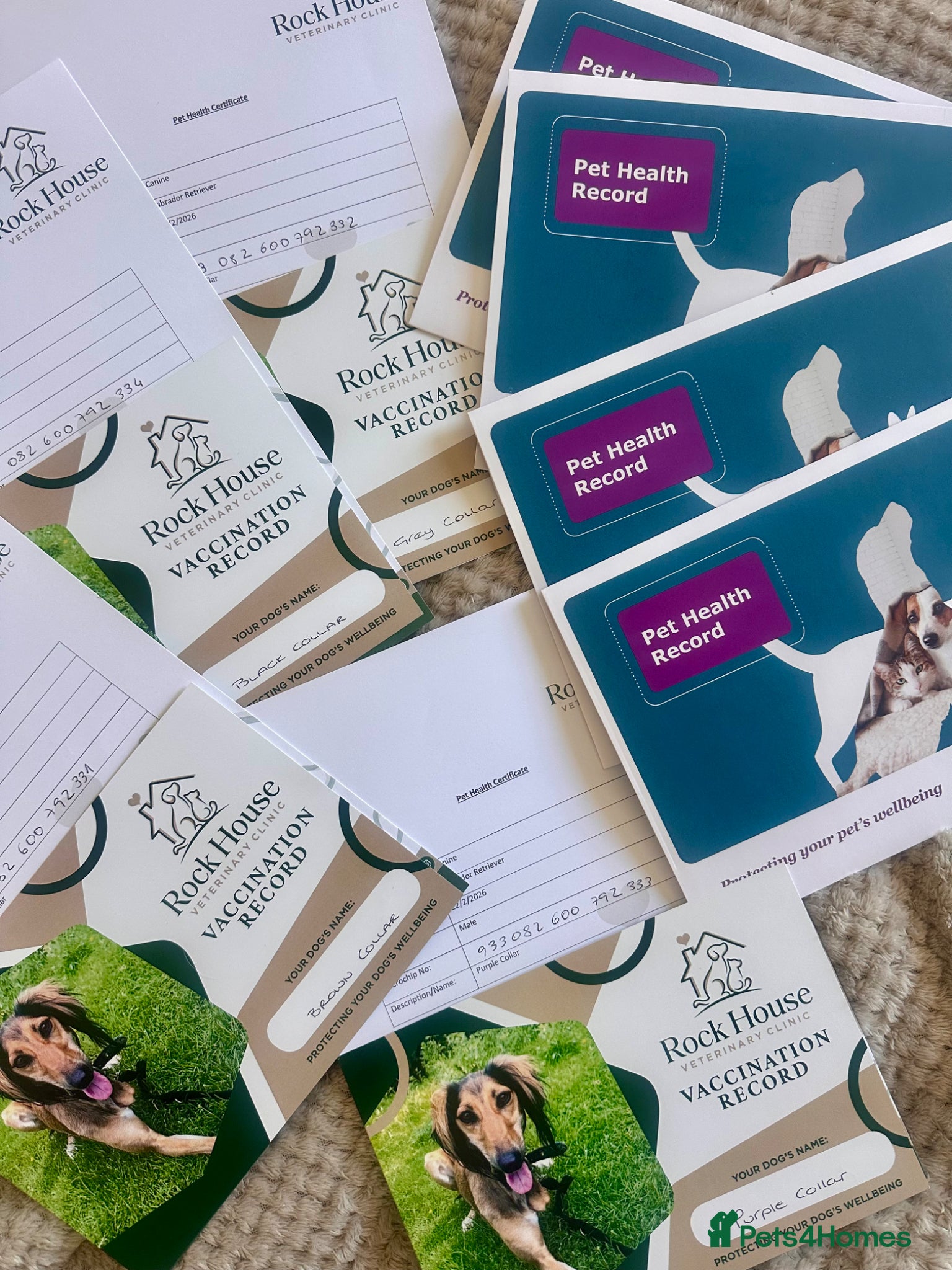 Labrador Retriever dogs LAST 4 CHUNKY LAB BOYS.Home-Raised - Advert 2