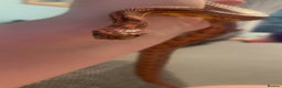 Corn Snake reptiles for sale: Corn Snake  - Advert 3